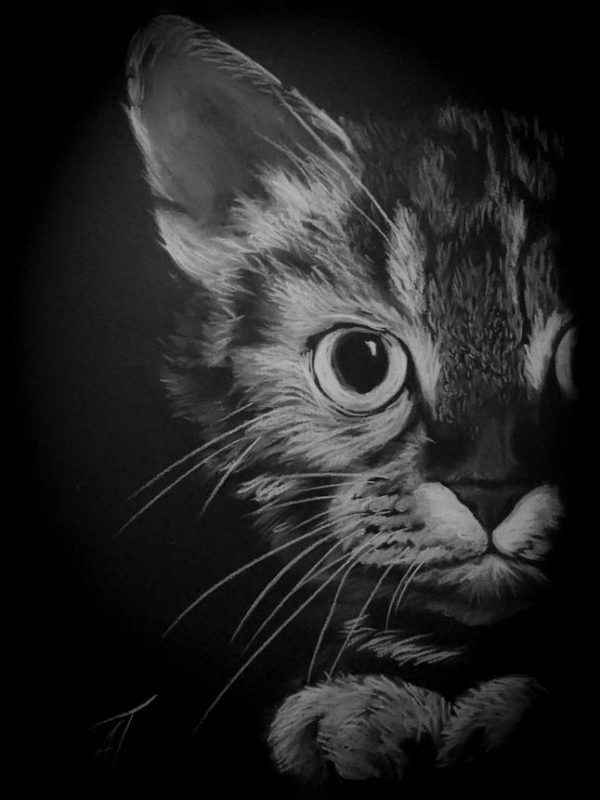chat carte postale